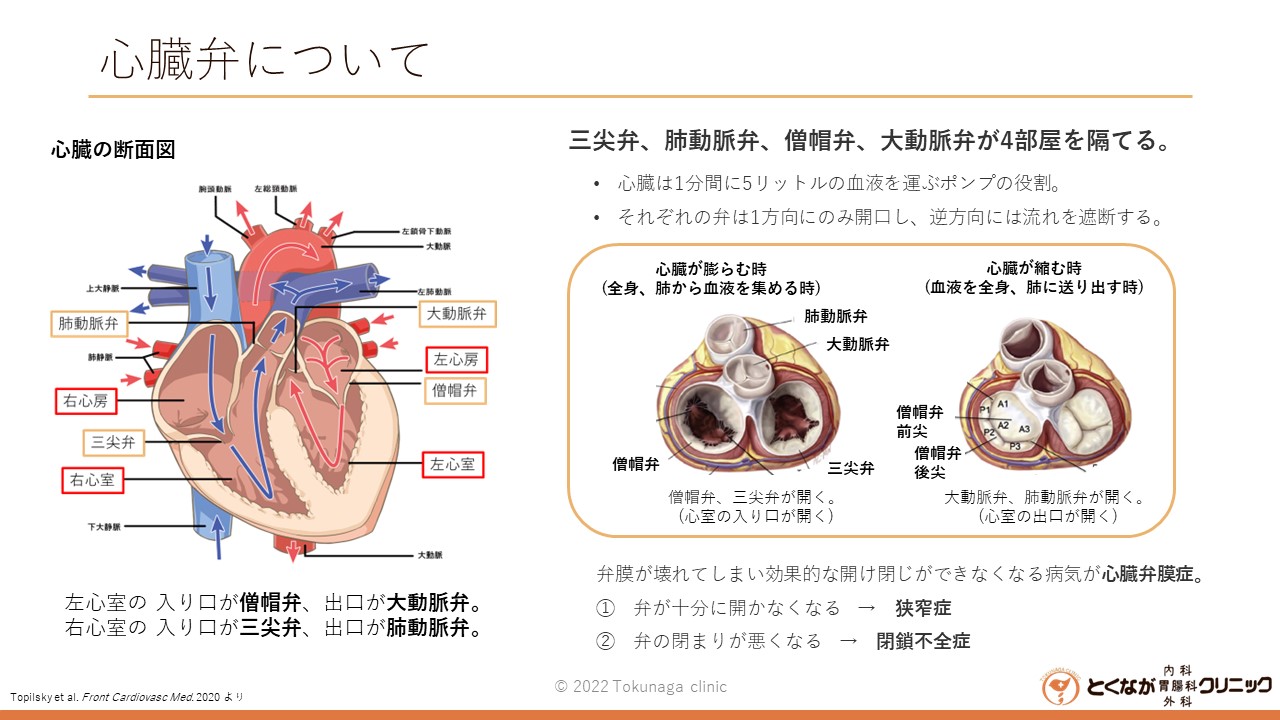 心臓弁膜症 - とくなが内科胃腸科外科クリニック